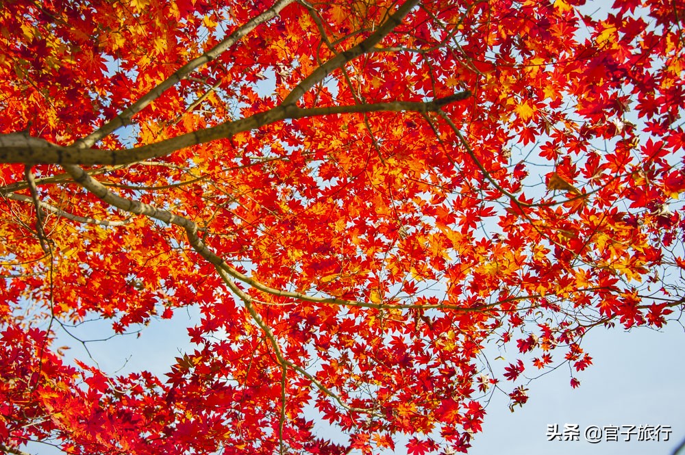 中华枫叶之路自驾游攻略,中华枫叶大道自驾游路线