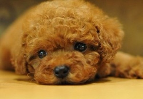 戈赞,戈赞养宠物视频