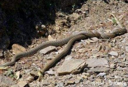 看见两条蛇缠在一起，特别不吉利，我碰见过，然后就病了