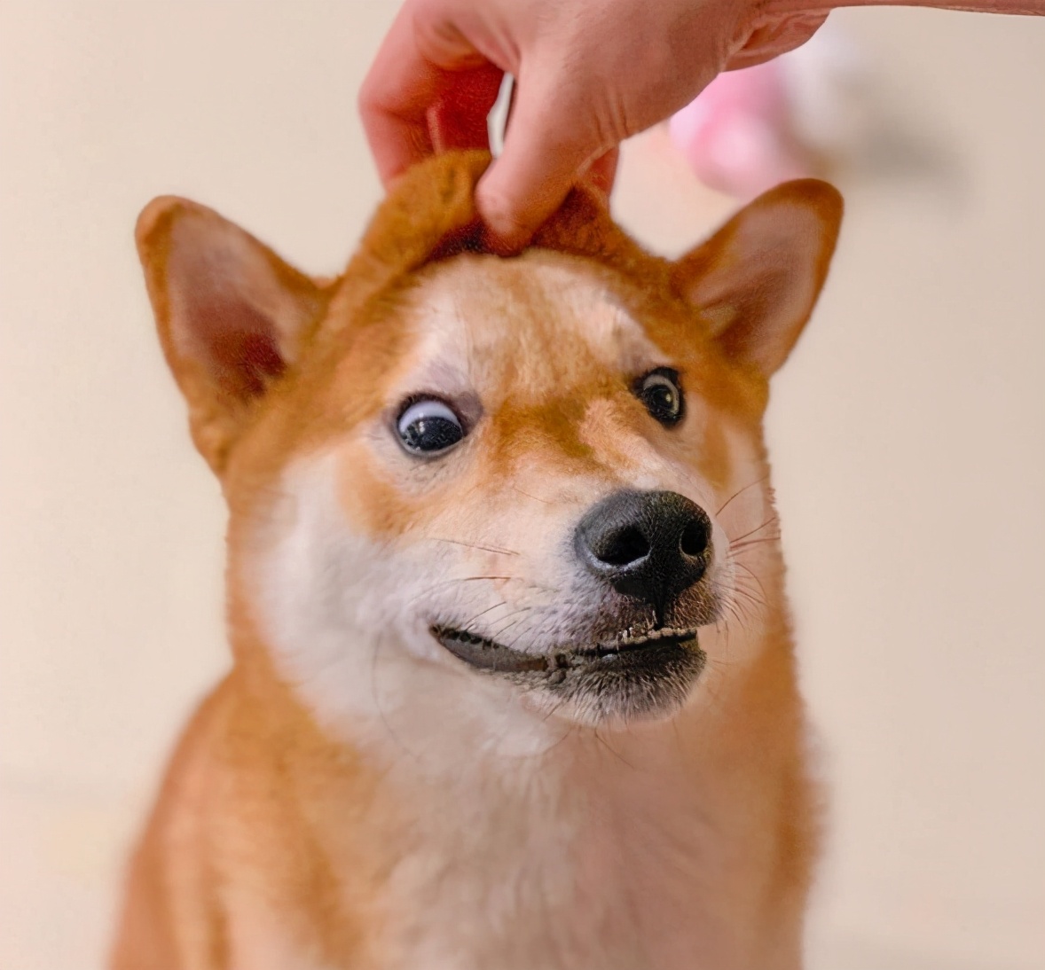 一般在哪里能买到正品的柴犬,大家都是在哪里买的柴犬