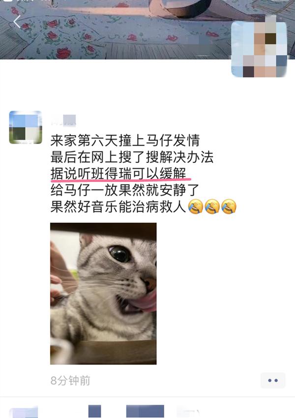 猫咪剃毛可以抑制发情的药,公猫咪剃毛后发情怎么缓解