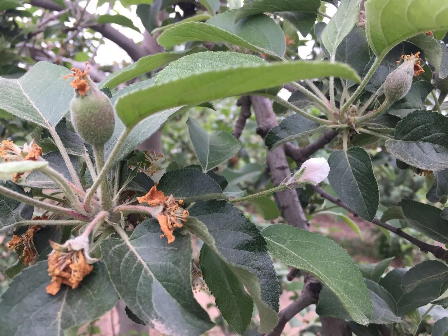 优花单果宝管用吗,优花单果宝疏果原理