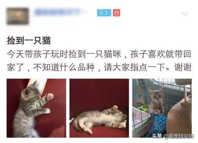 田园猫被抛弃会有什么后果,为什么越来越多人喜欢田园猫