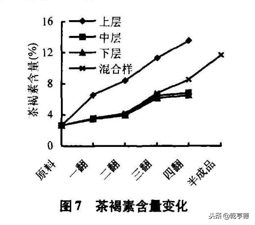 古树普洱茶山头排名,古树普洱生意好吗