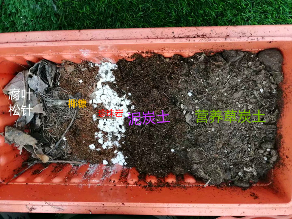 草莓走茎一直不剪,草莓植株剪了还能长