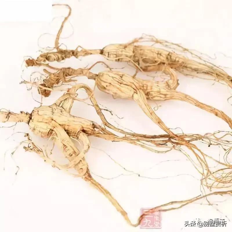 东北三宝人参鹿茸和乌拉草,东北三宝人参视频