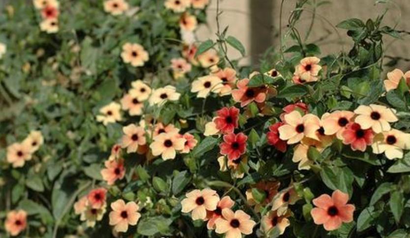 一面花墙种几个品种的藤本月季好,花墙种什么品种好