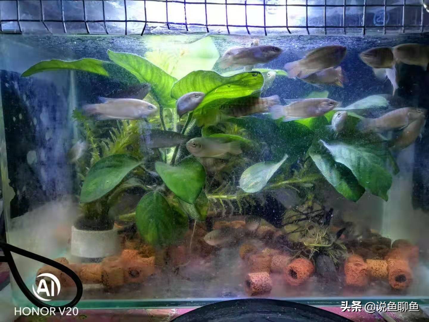 粉丝发私信求救,粉丝向主播求救