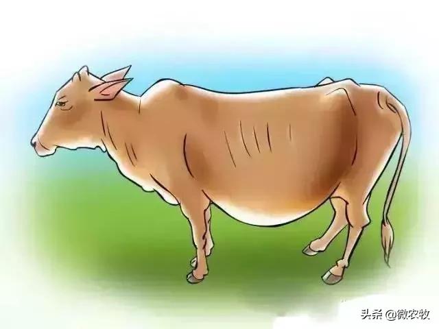 母牛分娩过程分为哪三个时期,母牛从怀孕到分娩用多长时间