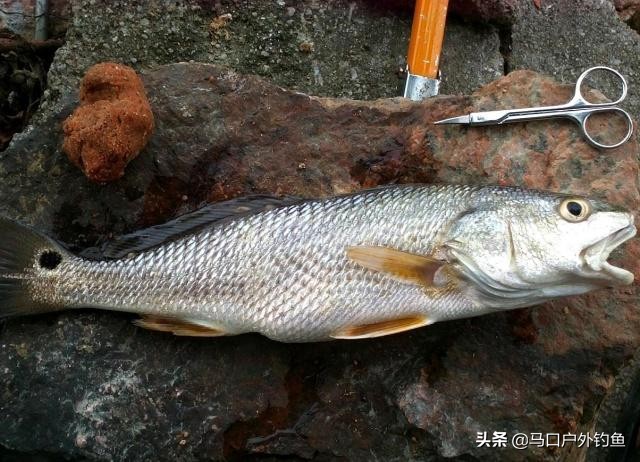 钓鱼怎么调饵料容易上鱼,鱼不吃钩的技巧