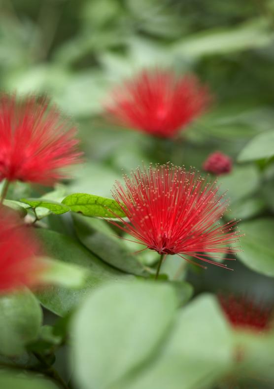 适合花园的小型树木,适合自家花园种植的树木花卉