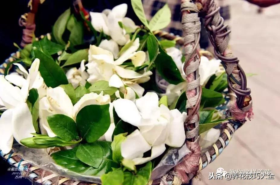 香味最好闻的十种花,一年四季都能闻到香味的四种花