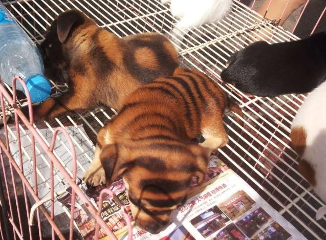 养狗买什么更划算,养狗买什么车最合适