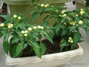 农村种植创业的项目小本生意,农村蔬菜大棚创业项目