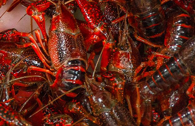 买小龙虾选中青还是小青,红壳青壳小龙虾