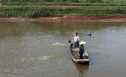 水产什么药预防疾病最好,水产养殖预防大于治疗