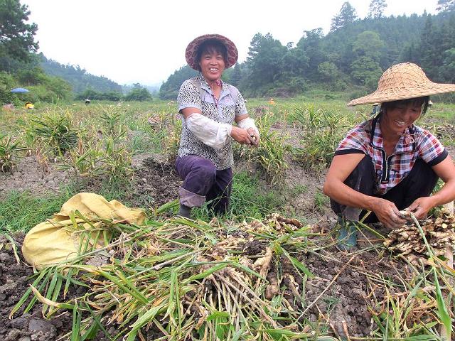 种地的成本和利润,农民种地赚钱亏本