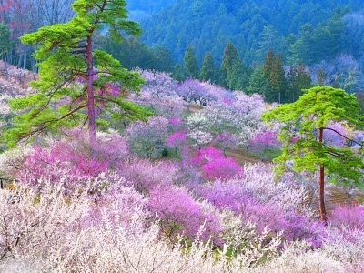 诗词大会第四季董卿唯美开场词,诗词大会第一季董卿唯美开场白