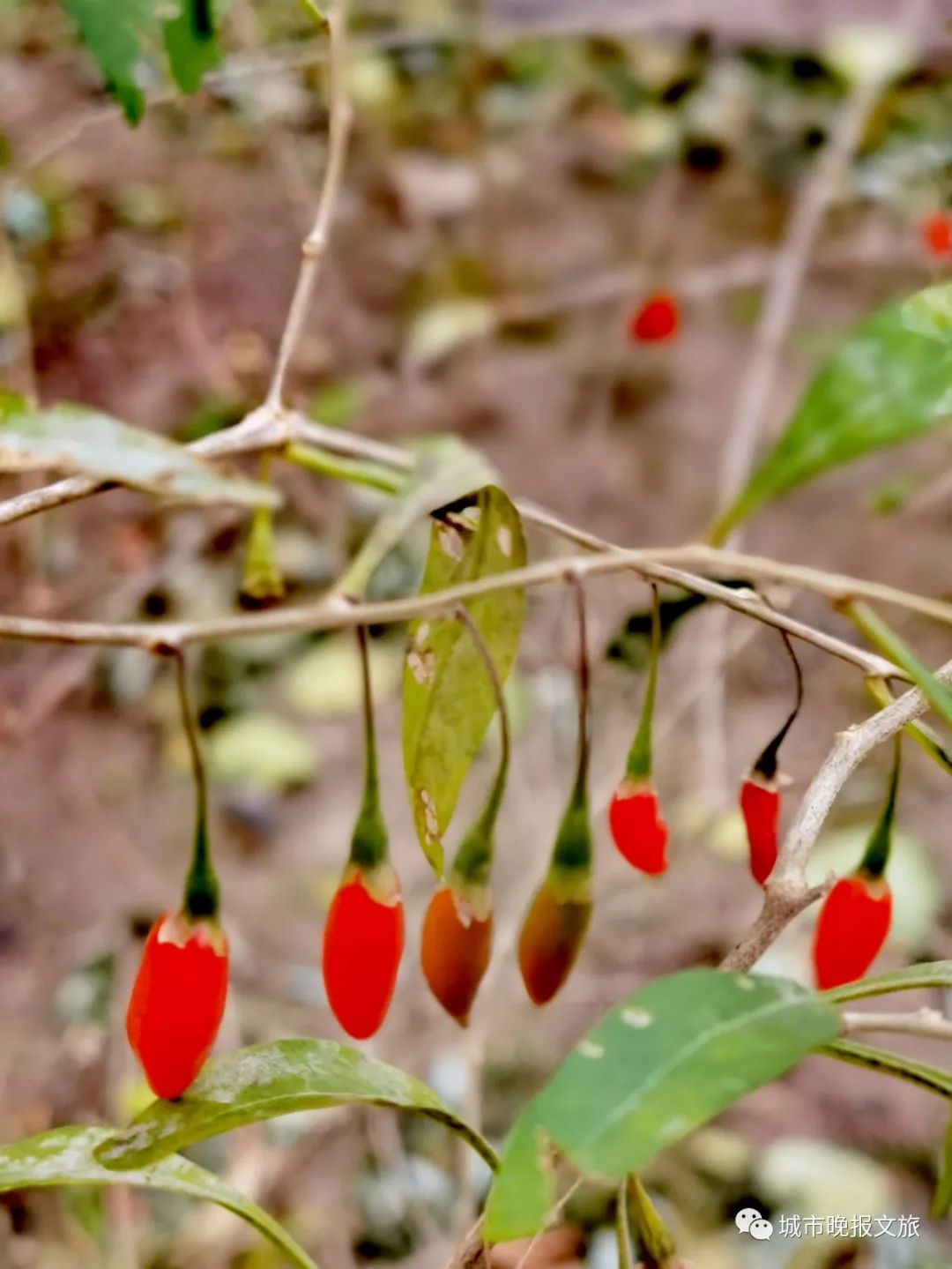城晚拍拍丨秋色如画