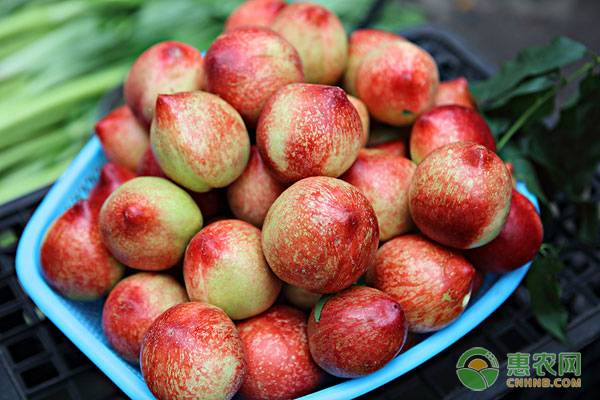 油桃批发价格多少一斤,今日油桃最新市场报价
