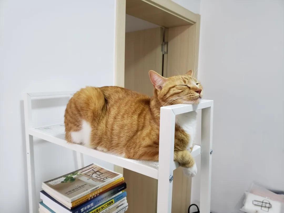 跟着我们猫狗大联盟，你会有喵的！黄阿姨猫咪领养专场