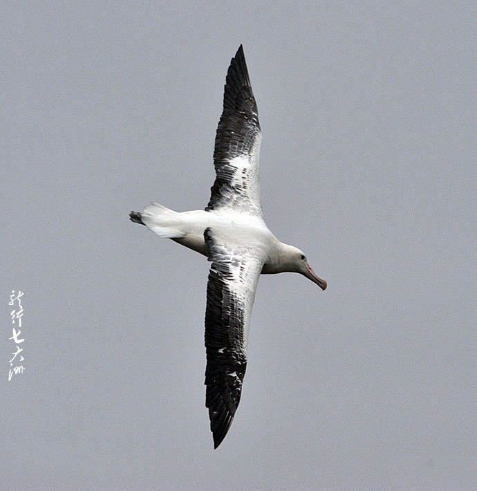 漂泊信天翁滑翔,漂泊信天翁为什么被称为滑翔员