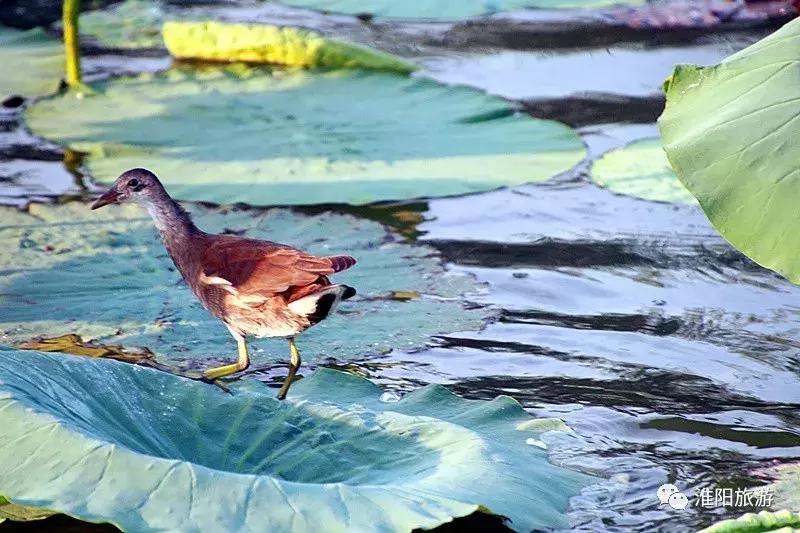 第二届荷花杯全国业余围棋公开赛,第二届明仕杯全国业余围棋比赛