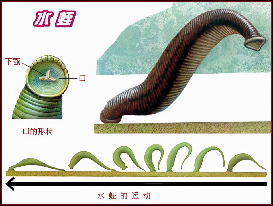 如果把水蛭吃进肚子会怎样,水蛭会不会寄生在身体里呢