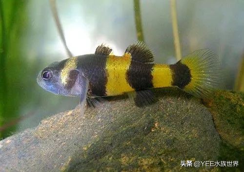 小蜜蜂鱼的饲养方法,养黄蜂鱼的正确方法