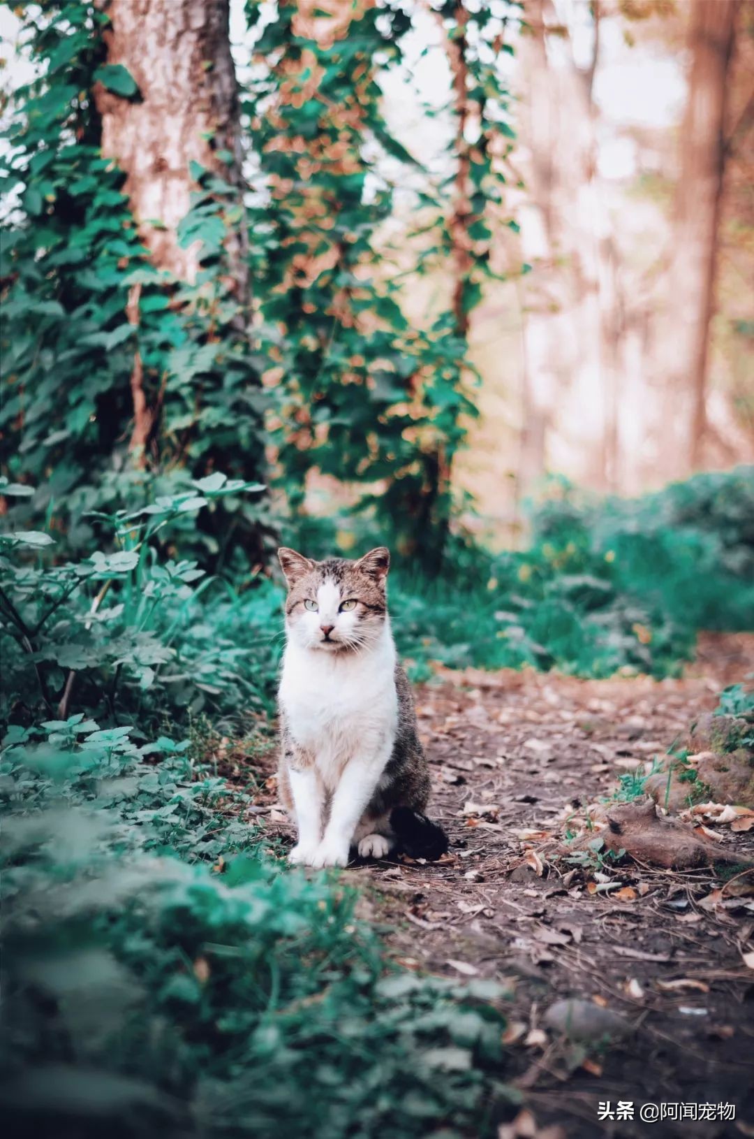 为什么猫有九条命还会摔死,终于知道猫为什么有9条命了