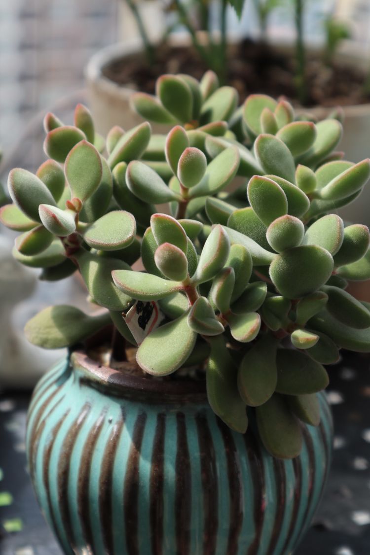 多肉名字怎么记,多肉的品种图片及名字寓意