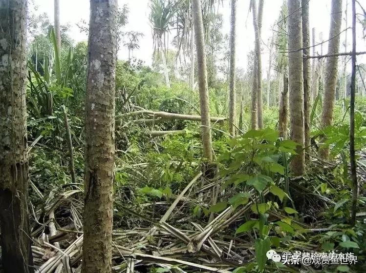 寻找黑暗世界的女神──帕斯风斗鱼