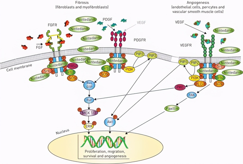 特发性肺纤维化，一种炎症因子导致的疾病，目前有两种药可治疗