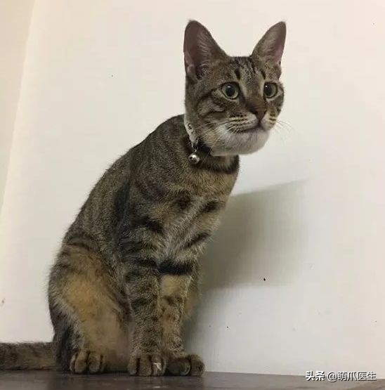 猫被蜜蜂蜇了涂什么好,猫咪被蜜蜂蜇了怎么办