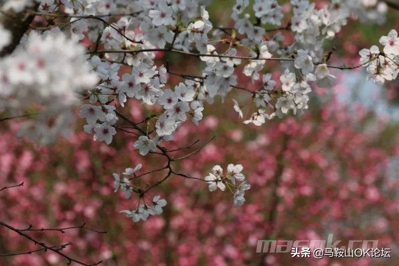 马鞍山滨江公园樱花开了吗,马鞍山雨山樱花