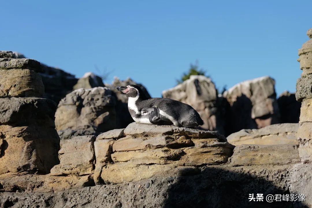 徕卡leicasl2-s样张,徕卡发布新相机