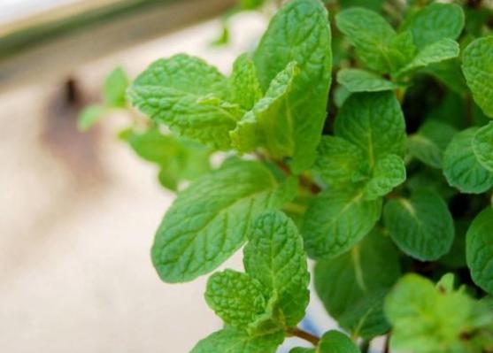 薄荷小盆栽养殖方法,可食用薄荷盆栽怎么养殖
