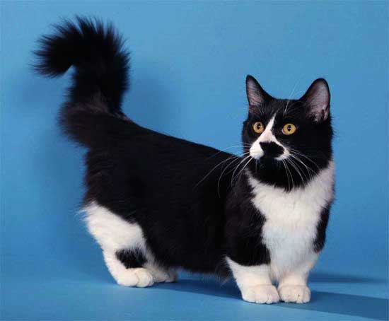 黑白猫比其他毛色的猫勇敢吗,黑白猫和燕尾猫有什么区别