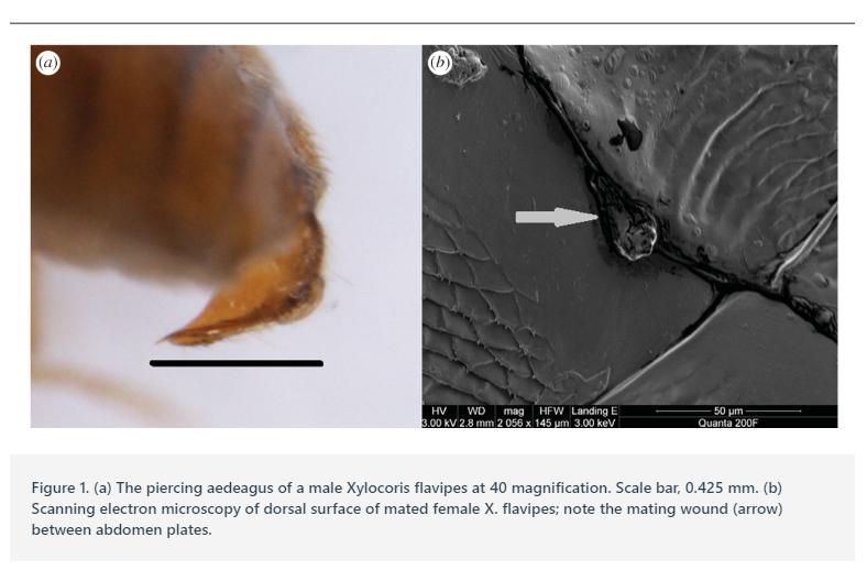 性冲突导致生殖隔离？这家伙霸王硬上弓却造成物种进化停滞！