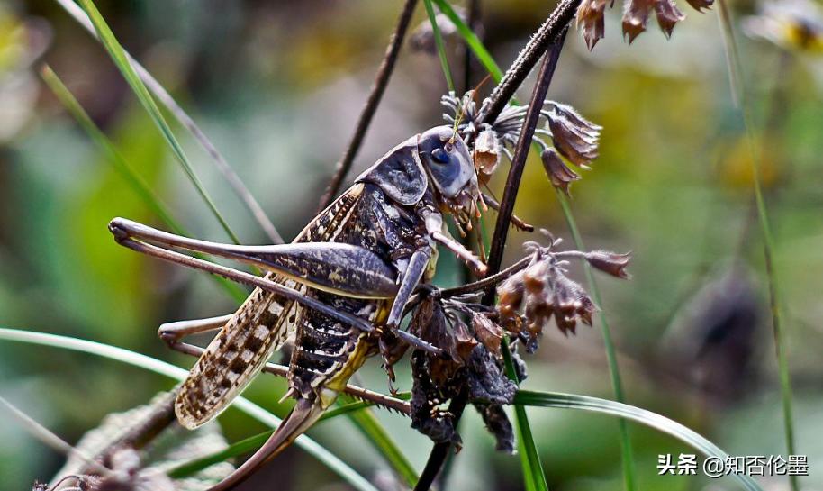 养殖小项目农村养殖什么比较靠谱,农村养殖什么最稳成本又低又赚钱