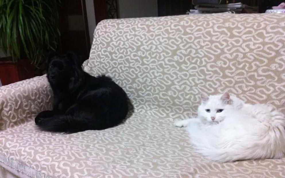 养狗真实感受图片,养狗真实的感受