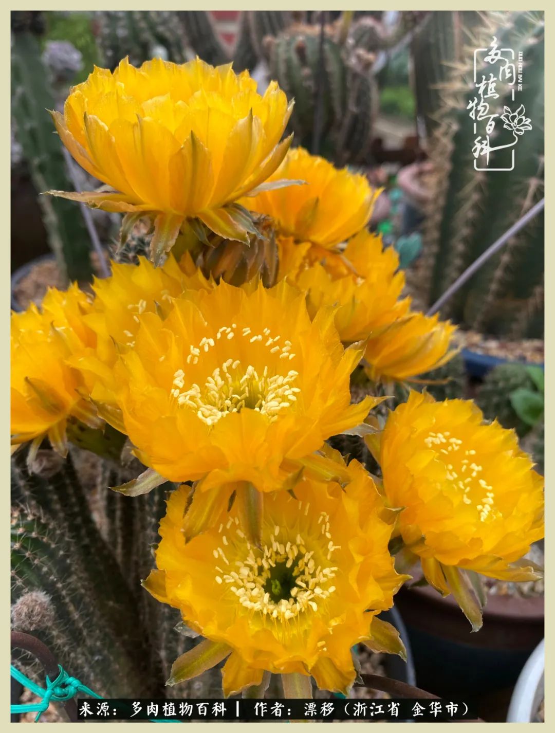 仙人球开花并散发着香味,仙人球花盛开吐露芬芳