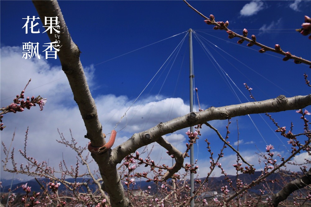 怎样才能让果树结上优质果,如何制造果子