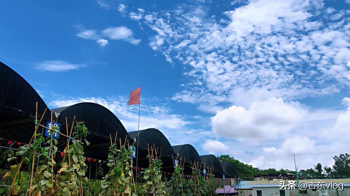 九龙生态农业园怎么样,九龙生态园