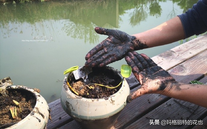 我的碗莲种子,碗莲的种植方法新手必看