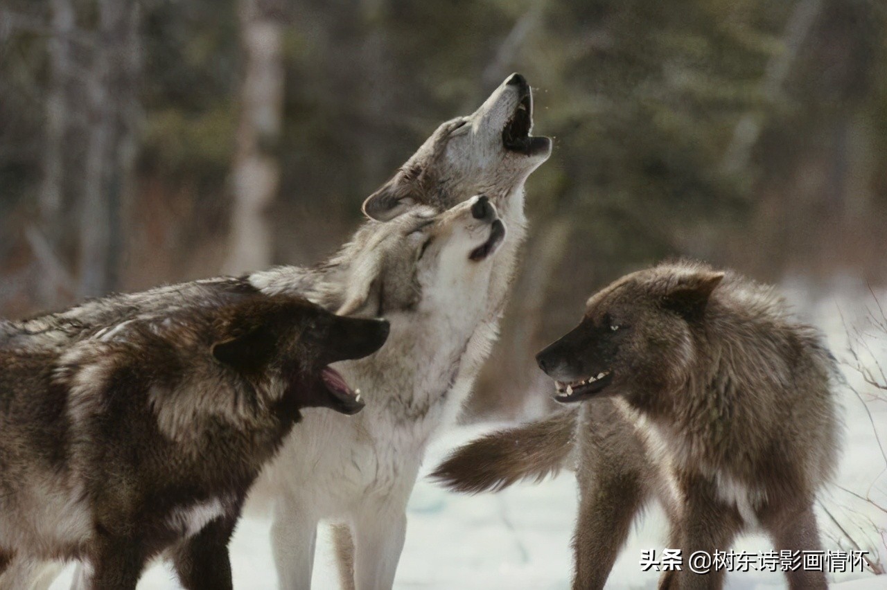 狈字的演变,狈字的演变过程