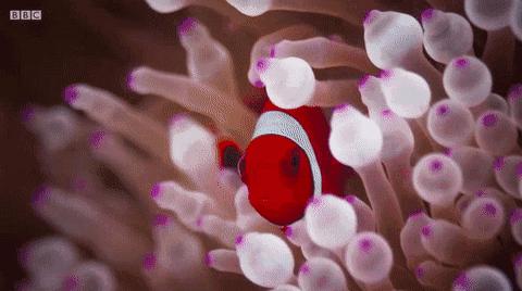 BBC最棒8部纪录片，强烈推荐孩子暑假看