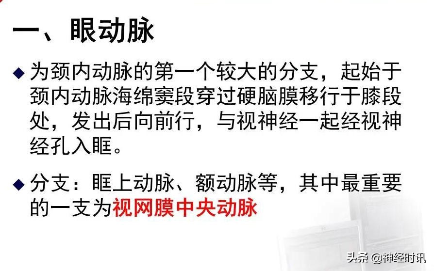 脑动脉解剖学讲解,基底节区脑血管解剖