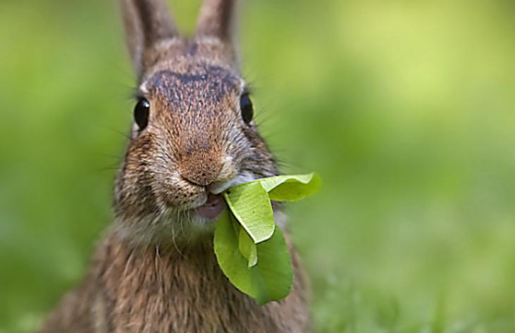 兔子拉稀什么原因导致,为什么兔子会一直拉稀还不吃东西