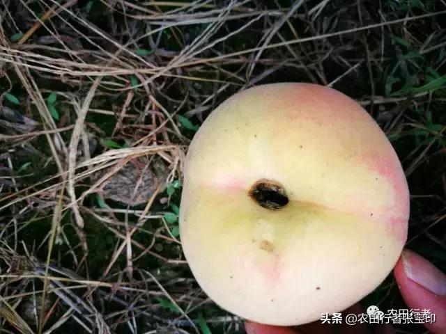 水蜜桃桃核开裂是什么原因,水蜜桃桃核开裂为哪般